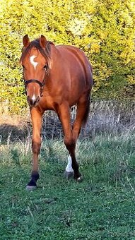 Český sportovní pony - 1