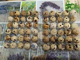 Domácí křepelčí vajička