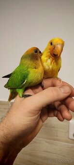 Agapornis ružovohrdly