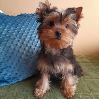 Jorkšírský teriér - 1