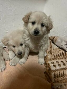 Německý špic křížený se zlatým Retrívrem