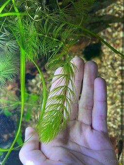 Ceratophyllum Demersum-Růžkatec Ostnitý