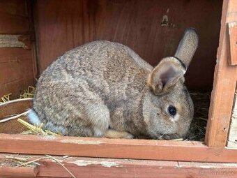Samice činčila-vídeňský modrý