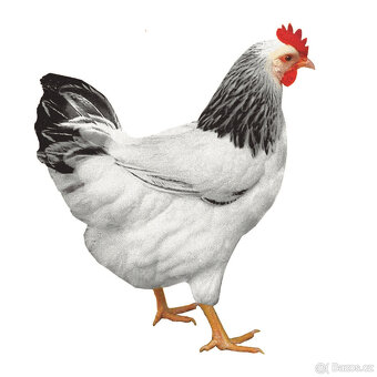 Prodej kuřic DOMINANT 18.3.2026 Borohrádek