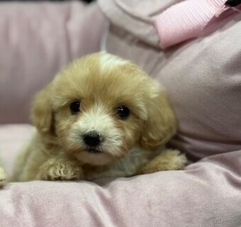 Maltipoo
