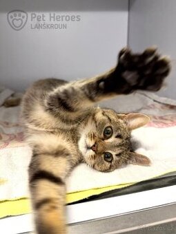 Pik ❤ kocouří ňuňánek ❤