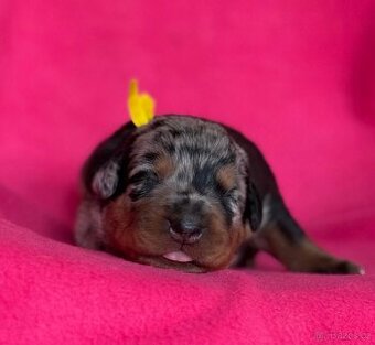Beauceron štěńátka s PP zahraniční krytí