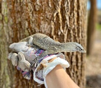 Varan nilský / Varanus niloticus - 1