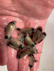 Corydoras Panda - 1