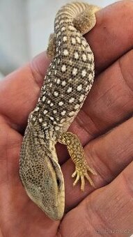 Varanus exanthemanticus - 1