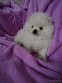 Pomeranian