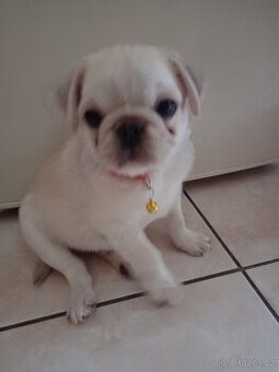 Mops