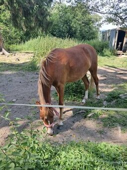 Predám pony kobylku 2rocnu kľudnej povahy