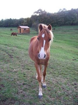 Predám pony kobylku 2rocnu kľudnej povahy - 1