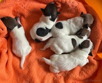 Jack Russell Teriér