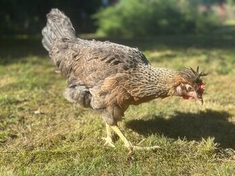 Prodej slepiček Velké Popovice, Mirošovice, Senohraby