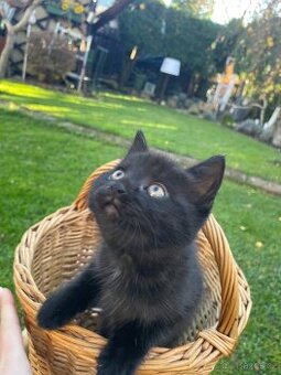 Daruji kotě - kočička