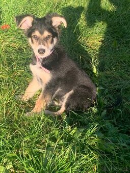 Sibiřská lajka šteně