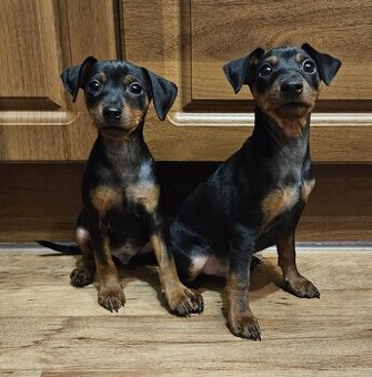 Trpasličí pinč - štěňata s PP  (Zwergpincher)