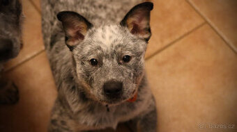 Australský honácký pes, pejsek s PP