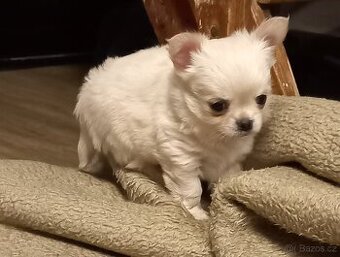 Čivava pidi štěňátka