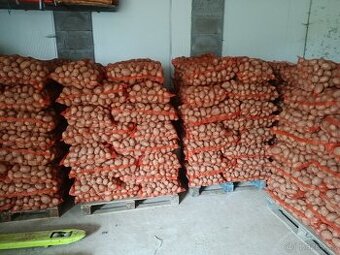 Brambory na uskladnění