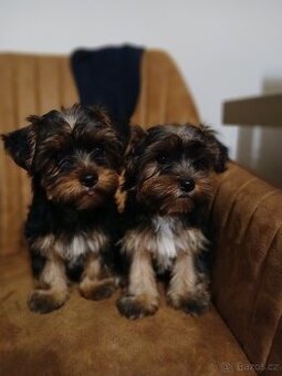 Pejsek do domácnosti