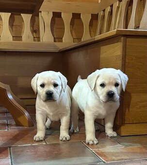 Labradorský retriever s pp