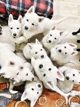 Bílý švýcarský ovčák s PP-štěně