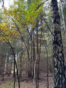 Prodej lesních pozemků v k.ú. Doubrava nad Vltavou