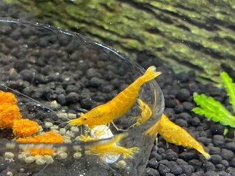 Krevetky žluté Yellow Fire