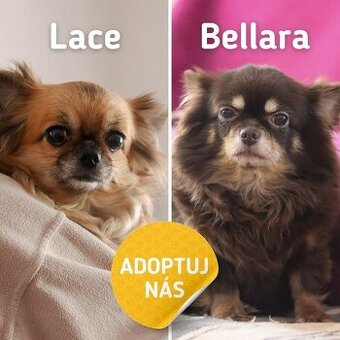 BELLARA A LACE ❤ Lovely duo ❤