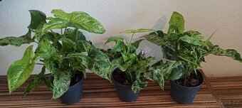 Syngonium mojito