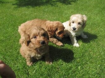 Maltipoo štěňátka