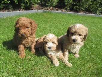 Maltipoo štěňátka