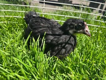 Kuřičky darkshell na tmavá vejce - 1