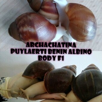 Šneci - mláďata afrických šneků Puylaerti F1
