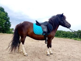 Kobylka pony