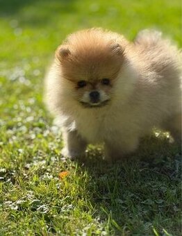 Pomeranian s pp