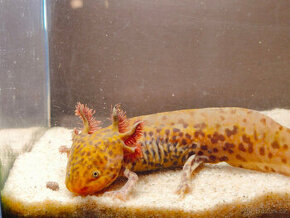 Axolotl Copper Axanthic
