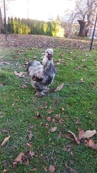 Hedvábnička - Kohoutci