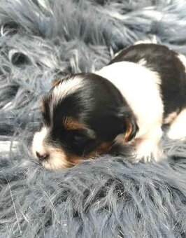 Biewer a Black jorkšírský terier s PP odběr do vánoc