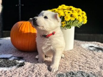 Bílý švýcarský ovčák s PP FCI