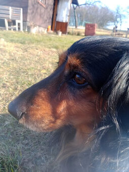 Jezevčík dlouhosrstý standard