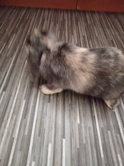 Zakrsle králík beranek