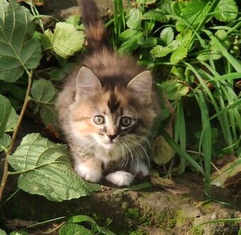 Mainská mývalí koťata