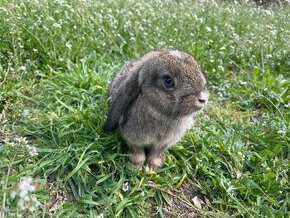 Beránek ❤️ZAKRSLÝ králíček samička mládě k odběru