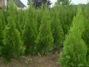 Tůje,Túje,Thuja occ.smaragd 100-130cm nadzemní část