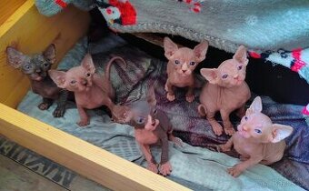 Kanadský sphynx
