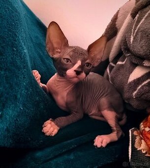 Kanadský sphynx